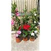 Generico Sundavillea Dipladenia, Set di 2 Piante Rampicanti con Fiori Giganti, Rosa, Rosso e Bianco, Vaso 14-16 cm, altezza 110cm, 3 canne (Rosa-Rosso)