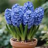 Nyugs Rizoma Giacinto Resistente- Rizoma Perenne Giardino- Giacinto Giardino Raro Elegante Esposizione Giardino-4 rizomi-D