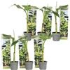 Plant in a Box - Musa Basjoo - Set di 6 - Piante di banane resistenti - Vaso 9cm - Altezza 20-25cm