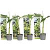 Plant in a Box - Musa Basjoo - Set di 4 - Piante di banane resistenti - Vaso 9cm - Altezza 20-25cm