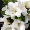 le Georgiche Vivai le Georgiche - Pianta vera di Azalea Encore Ivory Serie Encore® Rododendro 'Ivory' - vaso Ø 19 cm - altezza alla vendita 15-20 cm