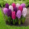 Nyugs Rizoma Giacinto Resistente- Rizoma Perenne Giardino- Giacinto Giardino Raro Elegante Esposizione Giardino-4 rizomi-I