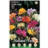 L'ORTOLANO Holland Park bulbi da fiore di molte varietà e colori in sacchetto blister con foto (FRESIE DOPPIE MIX 10 bulbi)