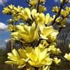 Vivaio di Castelletto Magnolia gialla Yellow Lantern pianta innestata in vaso 1 Litro h 80 cm | Vivaio di Castelletto