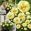 Florium Peonia 1 radice da piantare, rustica e perenne | Peonia gialla a fiori grandi dall'Olanda, varietà Yellow Passion, pianta perenne per giardino e vaso