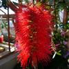 le Georgiche Vivai le Georgiche - Pianta vera di Callistemon citrinus Splendens - vaso Ø 24 cm