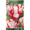 Generic BULBI AUTUNNALI TULIPANO ESTELLA RIJNVELD CONFEZIONE DA 10 BULBI BULBS BULBES