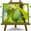 EURO PLANTS VIVAI Asimina Triloba Pianta da Frutto Età 2 Anni | Autofertile, Sunflower (PawPaw) Banano di Montagna - Vaso 12x12 cm Altezza 50-60 cm