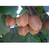 Vivai VALTELLINA PIANTA DI KIWI AUTOFERTILE FRUTTO GROSSO 80-120 CM VIVAI VALTELLINA