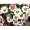 PERAGA GARDEN 1 PIANTA DI ERIGERON VASO 18CM perenni