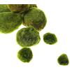DR. moss (Water plants) 10 palle giganti di marimo vivente (2,5~3,6 cm) + una inclusa di 3,8~5 cm, pianta acquatica vivente Cladophora per acquario con pesci e gamberetti, 8-15 anni, adatte a discus/betta/crystal red/red cherry, diffusore di CO2