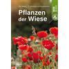 Pflanzen der Wiese: Die Natur erkennen und bestimmen - Natur im Blic (Tascabile)