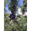 Tsa juniperus communis 50 ml - - 902541869