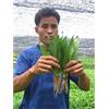 SVI 2.350 semi Recao culantro Coriandolo ancho Eryngium foetidum nuovi semi +