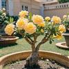 BUUYOSE Tuberi rari di rosa del deserto, Rizomi succulenti, Perenne Bassa Manutenzione, Piantagione all'aperto in pieno sole, Splendida Esposizione di Bonsai-1 tubero-c