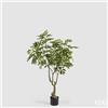 Enzo De Gasperi EDG Enzo De Gasperi Pianta Artificiale Dalbergia Vogue con Vaso H180 cm