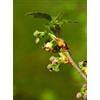 HERBOPLANET Msa ribes nigrum 50 ml - HERBOPLANET - 900113933