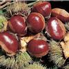 PRGA 1 PIANTA DI CASTAGNO BOUCHE DE BETIZAC CASTAGNE FRUTTI GROSSI