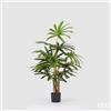 Enzo De Gasperi EDG Enzo De Gasperi Pianta Artificiale Palma Rapisgracilis con Vaso H120 Cm