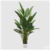 Enzo De Gasperi EDG Enzo De Gasperi pianta con vaso Strelitzia Chic Gigante H245 cm