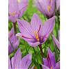 Vivaio Garden Forest, Crocus sativus (zafferano) - 15 bulbi calibro 7/8, Fiori viola con stimmi rosso intenso da cui si ricava lo zafferano, Bulbi da coltivazione in vaso e giardino