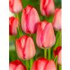 Vivaio Garden Forest, Tulipani Van Eyk - 8 bulbi calibro 12+, Tulipani rosa cipria con sfumature vellutate, Fioritura primaverile romantica ed elegante, Ideali per bordure, aiuole e vasi