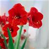 VIRIDIMANIA Bulbi di Hippeastrum (Amaryllis) | Selezione di Bulbose a Fioritura Autunnale e Primaverile | Ottima Qualità e Fioritura Garantita (1 Bulbo di HIPPEASTRUM RED LION)