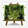 EURO PLANTS VIVAI Rosmarino Prostatum Pianta Aromatica Vaso 14 cm | sempreverde dal caratteristico portamento prostrato, ideale per ricoprire il terreno e valorizzare bordure