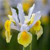 VIRIDIMANIA Bulbi di Iris | Esclusiva selezione dai migliori produttori Olandesi | Controllo Qualità | Fioritura garantita. (10 Bulbi di IRIS GIALLO-BIANCO)