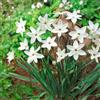 VIRIDIMANIA Bulbi da Fiore Autunnali Olandesi | Selezione di Bulbose a Fioritura Primaverile | Ottima Qualità e Fioritura Garantita (15 Bulbi di IPHEION ALBERTO CASTILLO)