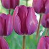VIRIDIMANIA Bulbi di Tulipani | Collezione Varietà Esclusive da Autunno a Primavera | Alta Qualità e Controllo Selezionato | Fioritura Garantita (10 Bulbi di Tulipani ROESKA)