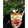 Generic Fragola rifiorente vu vaso cm 10 in confezione da 5 piante