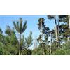 Generico 30 Semi di Pinus pinaster (Pino Marittimo) - Conifera Sempreverde Resistente e Rustica - Ideale per Riforestazione e Giardino Mediterraneo