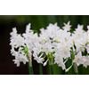 Vivaio Garden Forest, Narcisi Paperwhite - 3 bulbi calibro 13/14, Narcisi profumati a grappolo con fiori bianchi purissimi, Ideali per fioritura indoor in casa, Fioritura invernale/primaverile