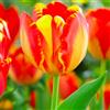 VIRIDIMANIA Bulbi di Tulipani | Collezione Varietà Esclusive da Autunno a Primavera | Alta Qualità e Controllo Selezionato | Fioritura Garantita (10 Bulbi di Tulipani BANJA LUKA)