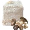 Sunrise Kit Coltivazione Funghi Cardoncelli Biologico, Balletta da 3 kg | Pleurotus eryngii tipico della Murgia, prima raccolta in 15-20 giorni, resa 1,3-1,7 kg, per orto, terrazzo e balcone