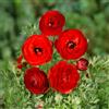VIRIDIMANIA Bulbi di Ranuncoli | 6/7 cm di circonferenza | Bulbi provenienti dai migliori produttori Olandesi | Esclusiva selezione e controllo qualità | Fioritura garantita. (10 Ranuncoli ROSSO)
