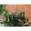 PRGA 1 PIANTA di Strelitzia Reginae O Uccello del Paradiso in Vaso 10CM perenne