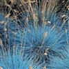 Generic 3 PIANTE DI FESTUCA GLAUCA COMPACTA BLU VASO 10CM Perenni