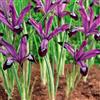 VIRIDIMANIA Bulbi di Iris | Esclusiva selezione dai migliori produttori Olandesi | Controllo Qualità | Fioritura garantita. (15 Bulbi di IRIS RETICULATA PAULINE)