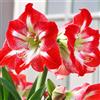 VIRIDIMANIA Bulbi di Hippeastrum (Amaryllis) | Selezione di Bulbose a Fioritura Autunnale e Primaverile | Ottima Qualità e Fioritura Garantita (1 Bulbo di HIPPEASTRUM MINERVA)