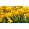 Vivaio Garden Forest, Tulipani Golden Apeldoorn - 8 bulbi calibro 12+, Tulipani giallo dorato a fiore grande, Fioritura primaverile luminosa e vibrante, Ideali per aiuole, bordure e vasi