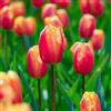 Vivaio Garden Forest, Tulipani Lambada, 8 bulbi calibro 11/12, Tulipani doppi sfrangiati arancio con sfumature rosa, Varietà scenografica per aiuole e vasi, Ideali anche recisi