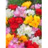 Vivaio Garden Forest, Freesia doppia mix - 10 bulbi calibro 5/6, Fresie a fiore doppio profumatissime in colori assortiti, Giallo bianco viola rosa rosso e arancio, Ideali per aiuole e vasi