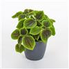 le Georgiche Vivai le Georgiche - Pianta vera di Pilea mollis Moon Valley - vaso Ø 14 cm