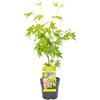 Bloomique - Acer Palmatum Going Green - Acero Giapponese - Foglia Verde - Pianta da Giardino - Resistente al Freddo - Alta 20-30 cm - Vaso 10,5 cm