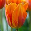 Vivaio Garden Forest, Tulipano 'Prinses Irene' - 6 Bulbi di Tulipano Profumati, Fiori Arancioni con Sfumature Porpora, Fioritura Primaverile, Ideali per Giardino e Vasi, Portamento Compatto