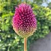 VIRIDIMANIA Bulbi da Fiore Autunnali Olandesi | Selezione di Bulbose a Fioritura Primaverile | Ottima Qualità e Fioritura Garantita (25 Bulbi di ALLIUM SPHAEROCEPHALUM)