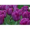 Vivaio Garden Forest, Tulipani Purple Rain - 8 bulbi calibro 11/12, Tulipani viola intenso con sfumature profonde, Fioritura primaverile elegante e scenografica, Ideali per aiuole e vasi