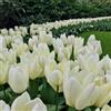 Vivaio Garden Forest, Tulipani Purissima - 8 bulbi calibro 11/12, Tulipani bianchi a fiore grande, Fioritura primaverile con portamento slanciato, Ideali per aiuole e vasi